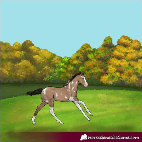 Horse Color:Gray White Spotted Classic Champagne Dun Splash Tobiano Rabicano 