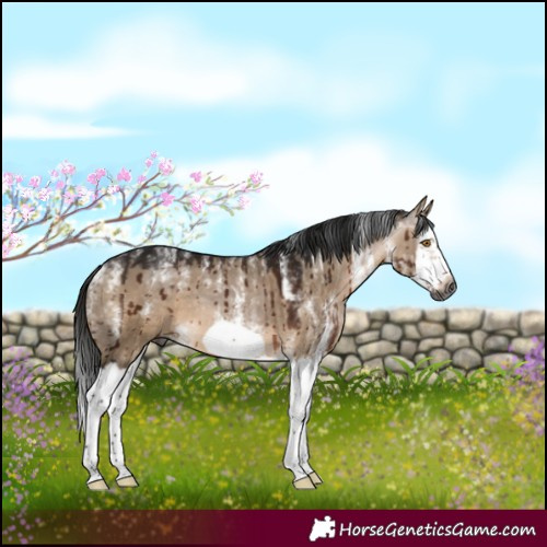 Horse Color:Powder White Gray White Spotted Bay Dun Splash Frame Rabicano Brindle 