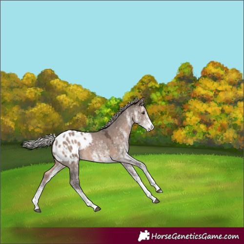 Horse Color:White Spotted Silver Brown Dun Appaloosa 