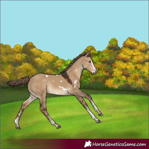 Horse Color:Gray White Spotted Liver Red Dun Rabicano 