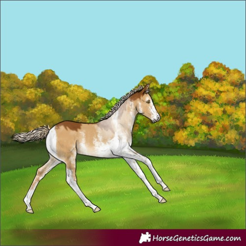 Horse Color:Gray White Spotted Palomino Dun Tobiano Rabicano 