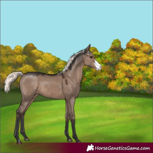 Horse Color:Liver Red Dun Mushroom Sabino Rabicano 