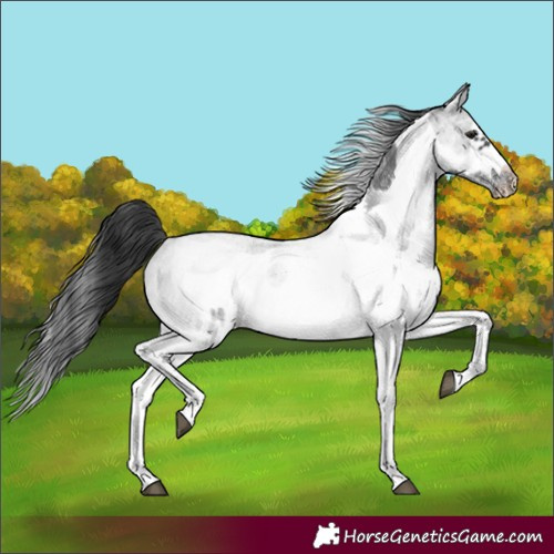 Horse Color:White Spotted Blue Roan Rabicano and White Spotted Blue Roan Frame Rabicano