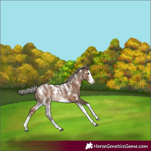 Horse Color:Powder White White Spotted Silver Brown Dun Splash Frame 