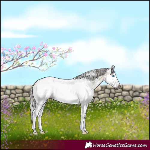 Horse Color:Gray White Spotted Silver Smoky Grullo Splash Near Fewspot 