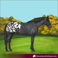 Horse Color:Black Appaloosa 