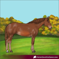 Horse Color:Chestnut Rabicano