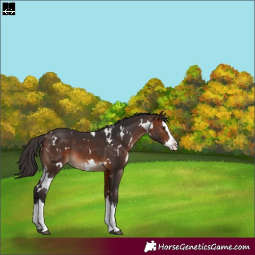 Horse Color:White Spotted Brown Splash 