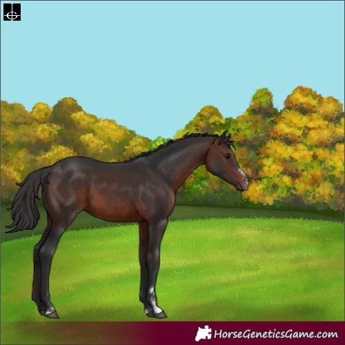 Horse Color:Brown 