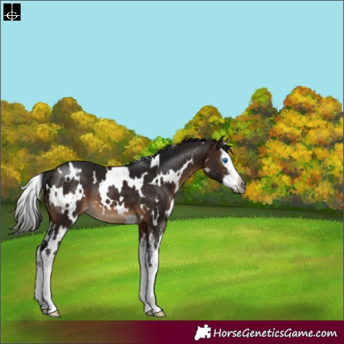 Horse Color:Gray White Spotted Bay Sabino Splash