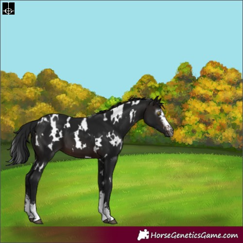 Horse Color:Gray White Spotted Brown Sabino