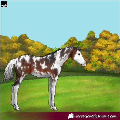 Horse Color:White Spotted Brown Splash