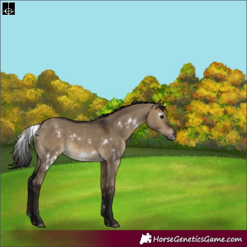 Horse Color:Gray White Spotted Bay Dun 