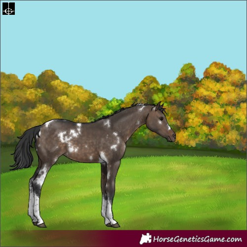 Horse Color:White Spotted Brown Dun Tobiano 