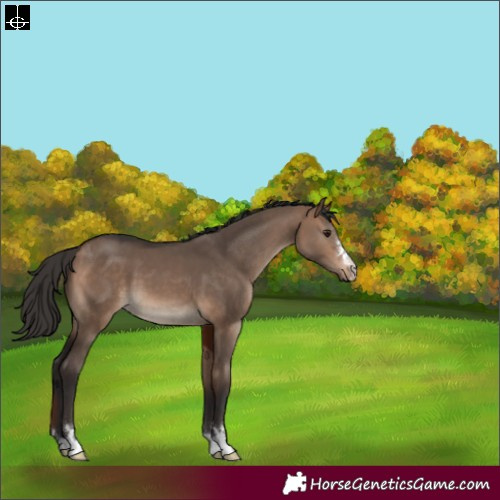 Horse Color:Bay Dun