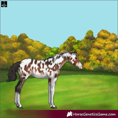 Horse Color:Brown Sabino Tobiano Appaloosa