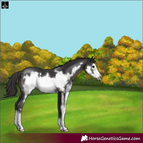 Horse Color:Smoky Black Sabino Frame 