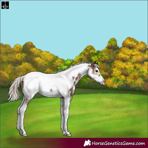 Horse Color:Silver Black Sabino Tobiano Frame Appaloosa 
