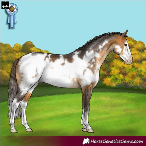 Horse Color:Buckskin Sabino Frame Appaloosa 