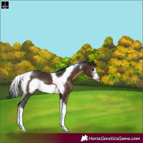 Horse Color:Brown Sabino Tobiano Frame Rabicano 