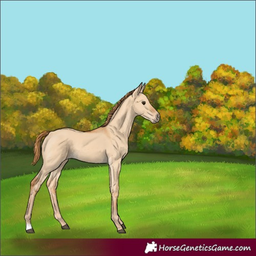 Horse Color:Red Dun 