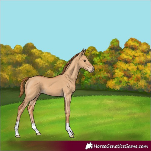Horse Color:Red Dun 