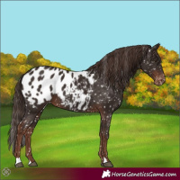 Horse Color:Liver Chestnut Appaloosa 