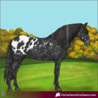 Horse Color:Black Appaloosa 