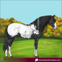 Horse Color:Black Tobiano Snowcap 