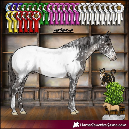 Horse Color:Smoky Black Sabino Tobiano Appaloosa Rabicano 