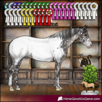 Horse Color:Smoky Black Sabino Tobiano Appaloosa Rabicano 