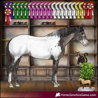 Horse Color:Smoky Black Sabino Tobiano Appaloosa Rabicano 