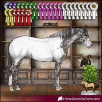 Horse Color:Smoky Black Sabino Tobiano Appaloosa Rabicano 