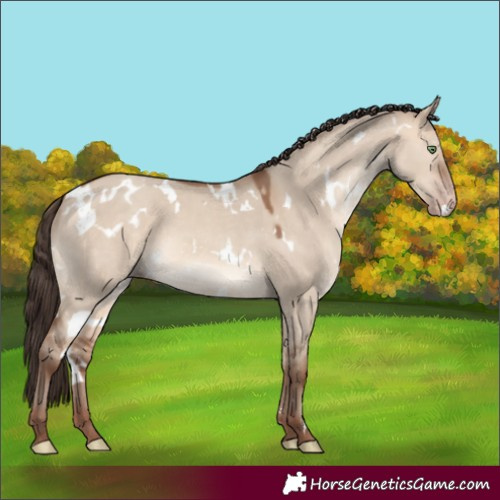 Horse Color:White Spotted Sable Champagne Dun 