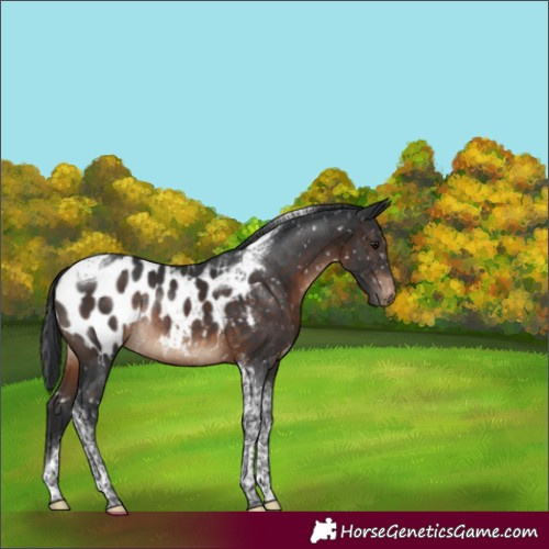 Horse Color:Brown Tobiano Appaloosa Rabicano 