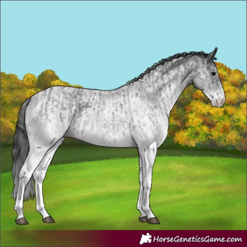 Horse Color:White Spotted Blue Roan Rabicano  and White Spotted Blue Roan Rabicano 