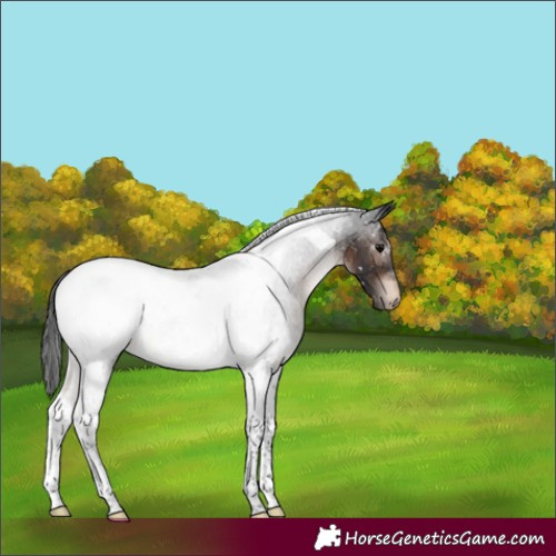 Horse Color:Brown Tobiano Appaloosa Rabicano 