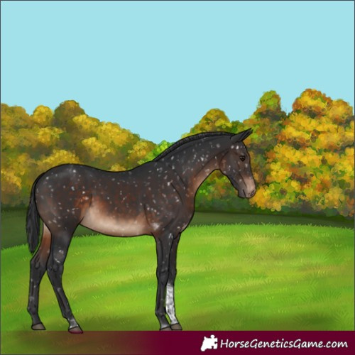 Horse Color:Brown Tobiano Appaloosa Rabicano 