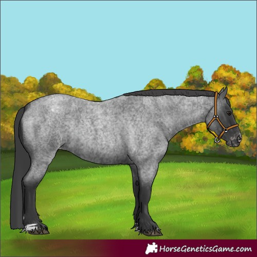 Horse Color:Blue Roan Appaloosa Rabicano 