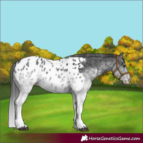 Horse Color:White Spotted Black Tobiano Appaloosa Rabicano 