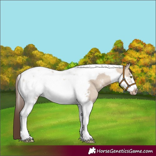 Horse Color:Sable Champagne Dun Tobiano Frame Appaloosa