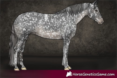 Horse Color:Black Tobiano Appaloosa Rabicano 