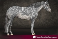 Horse Color:Black Tobiano Appaloosa Rabicano 