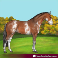 Horse Color:White Spotted Bay 