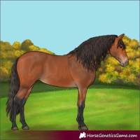 Horse Color:Bay Rabicano 