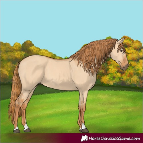 Horse Color:Red Dun 