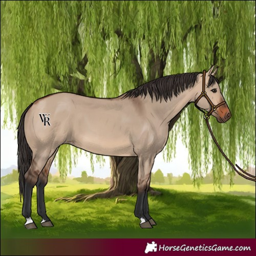Horse Color:Bay Dun 