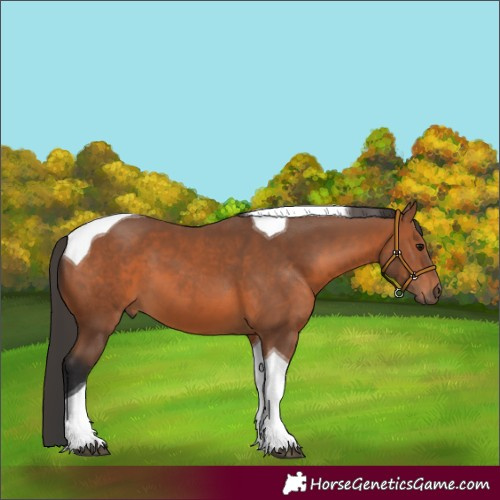 Horse Color:Bay Tobiano 