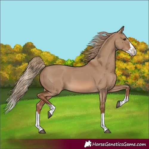 Horse Color:Red Dun Splash 