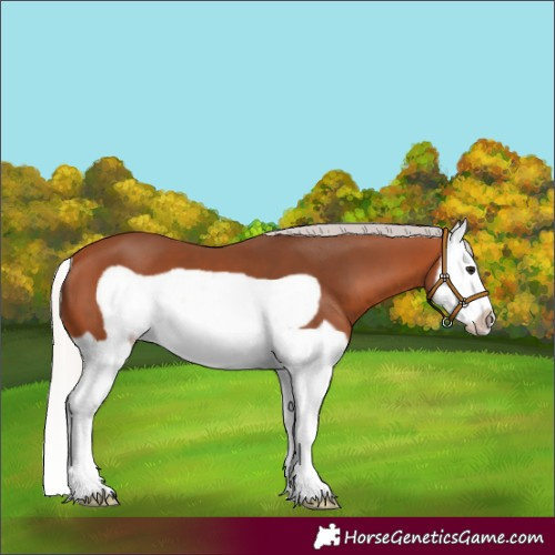 Horse Color:Silver Bay Splash Frame